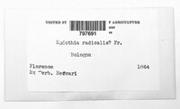 Cryphonectria radicalis image